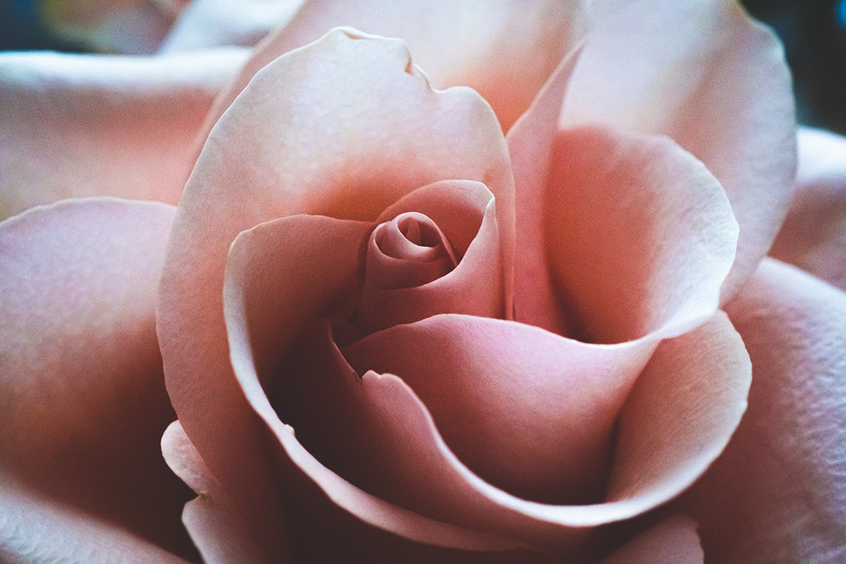 Soft rose petals